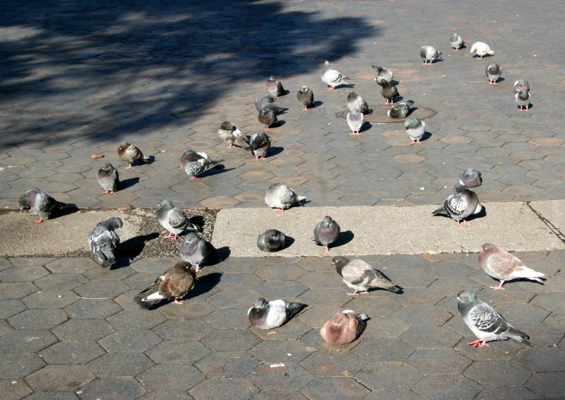 Sunning Pigeons