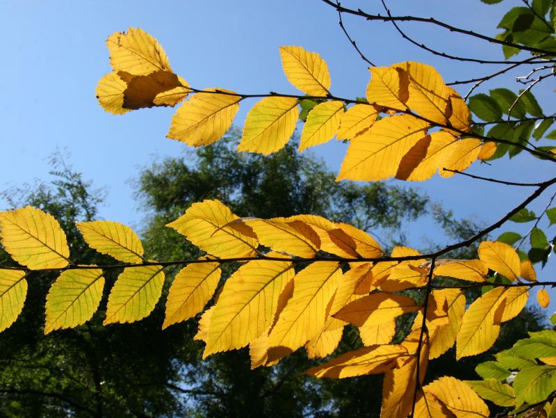 Elm Tree Foliage