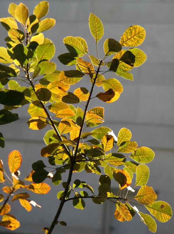 Smoke Tree Foliage