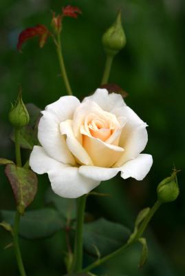 French Lace White Rose