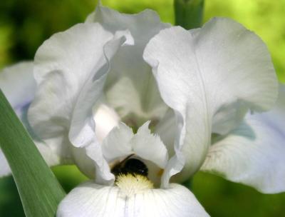 Throat of a White Iris