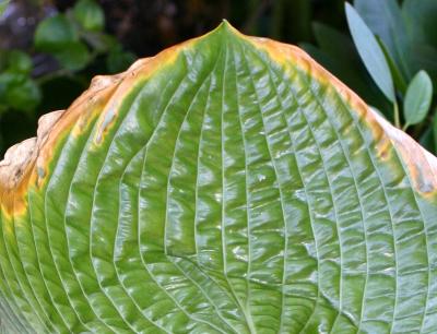 Hosta