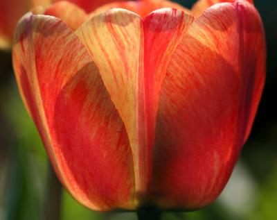 Anatomy of a Tulip Blossom