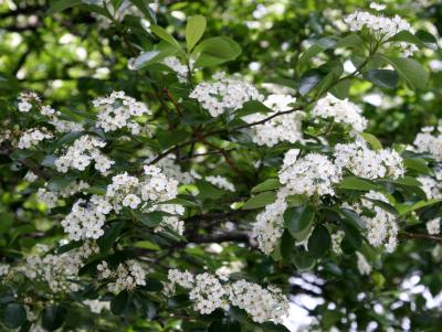 Hawthorne Tree Blossoms