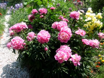 Peonies