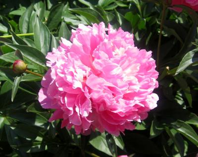 Peonies