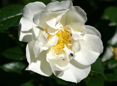 Fly on a White Rose WSVG