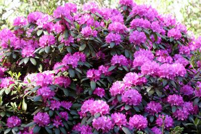 Rhododendron