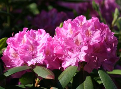 Rhododendron