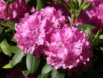 Rhododendron