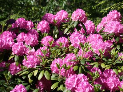 Rhododendron