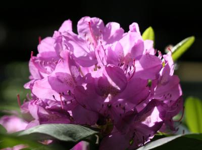 Rhododendron