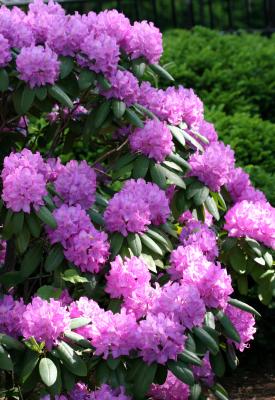 Rhododendron
