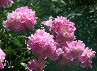 Peonies