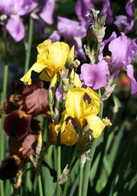 Brown, Yellow & Orchid Iris