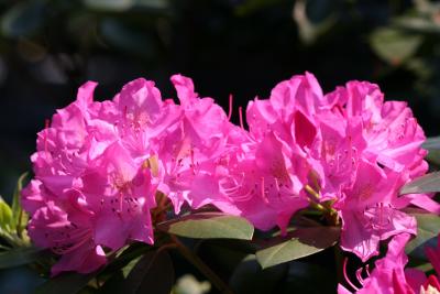 Rhodendron NYU Library Lane