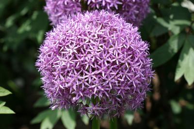 Allium