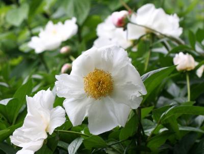 White Peonies