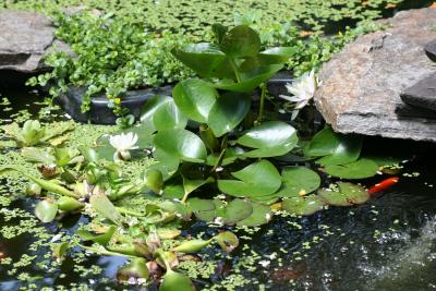 Goldfish & Lily Pond