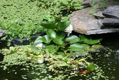 Goldfish & Lily Pond