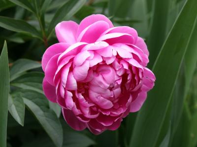 Peony