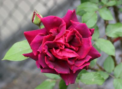 Rose WSVG