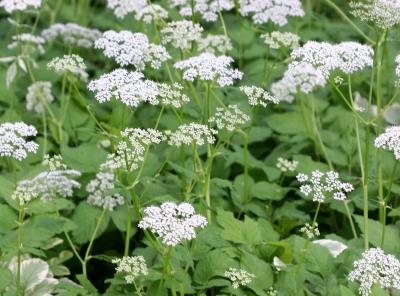 Queen Ann Lace 505