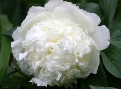 Peony 505