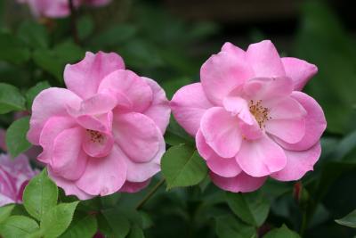 Pink Simplicity Rose 505