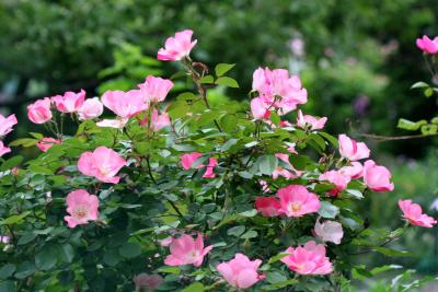 Pink Meidiland Roses