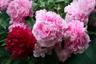 Peonies