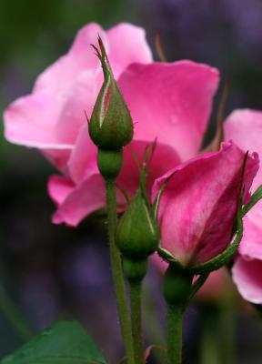 Pink Simplicity Roses