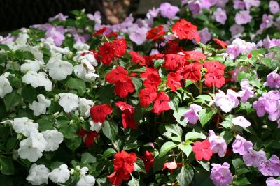 Impatiens at NYU Silver Towers Gardens