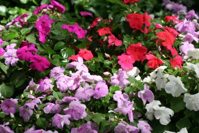Impatiens at NYU Silver Towers Gardens