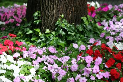 Impatiens at NYU Silver Towers Gardens