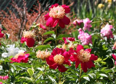 Peony Patch