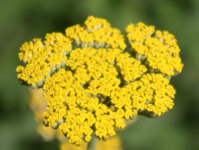 Yarrow