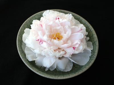 Fresh Cut Peony in a  Chinese Crackle Celadon Glazed Bowl