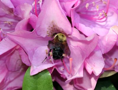 Bee in a Rhododendron Blossom