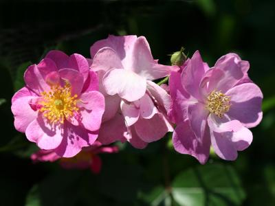 Abegail Adams Sweet Chariot Roses