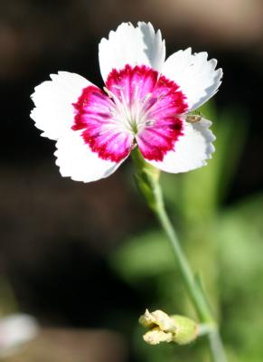 Dianthus Maiden Pinks