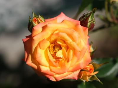 Miniature Orange Rose