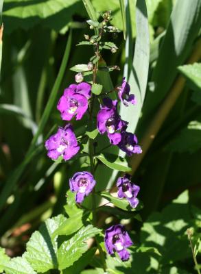 Angelonia