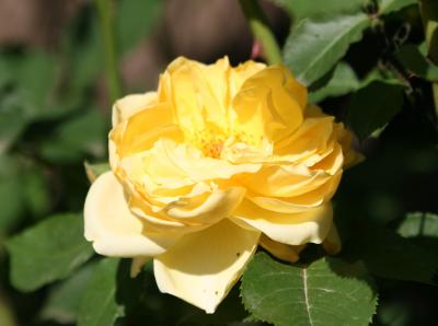 Yellow Rose