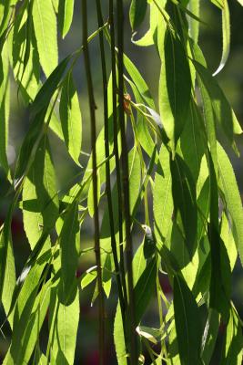 Willow Tree Foliage in Washington Square Village Garden