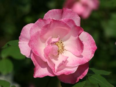 Pink Simplicity Rose