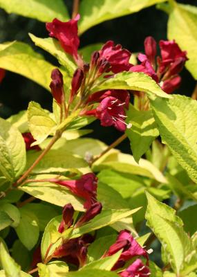 Weigela