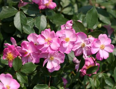 Sweet Chariot Roses