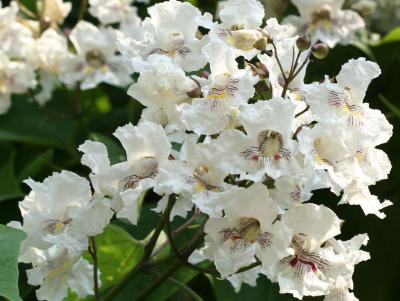 Catalpa Tree Blossoms