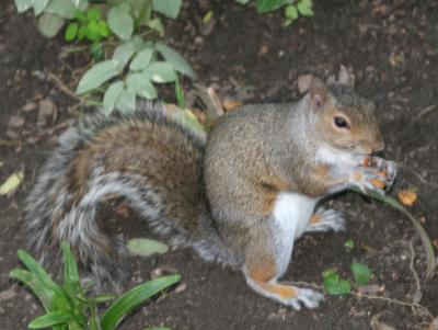 Squirrel in Washington Square Park